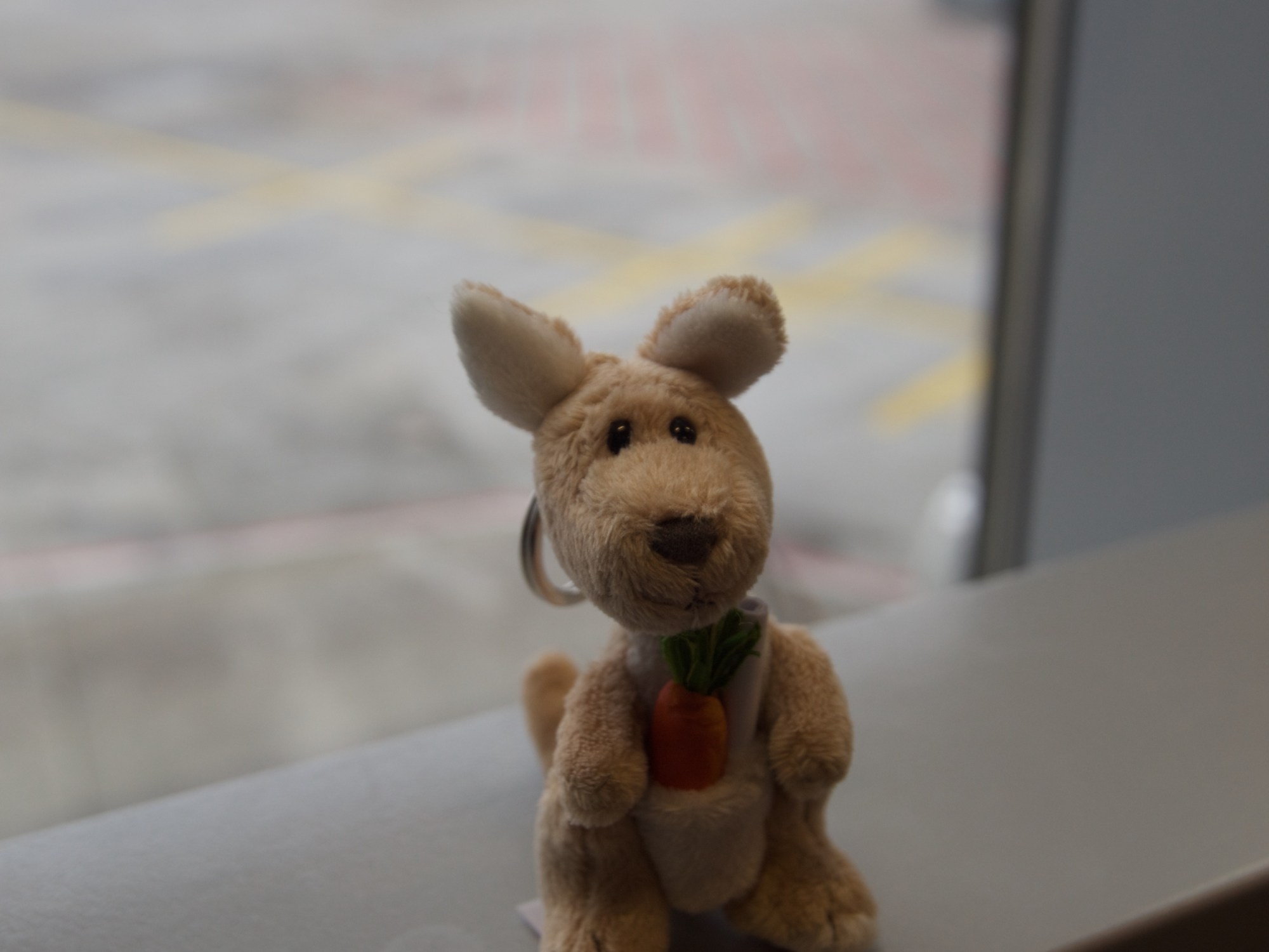 Finchen am Flughafen