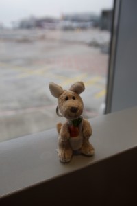 Finchen am Flughafen