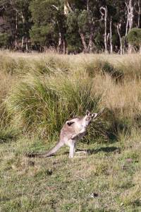 Mist! Hätte ich mal ein Mückengitter!