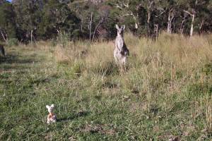 Finchen mit Verwandten